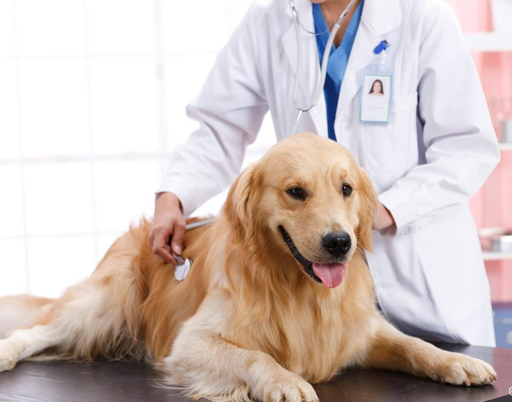 宠物医疗工商注册备案