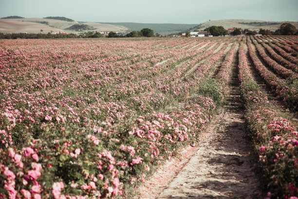 玫瑰庄园备案价格