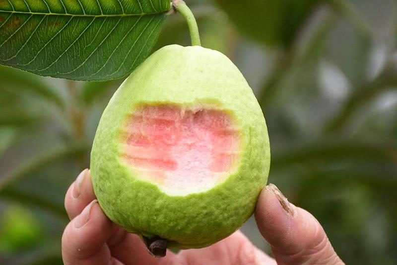 主机有鸡屎味